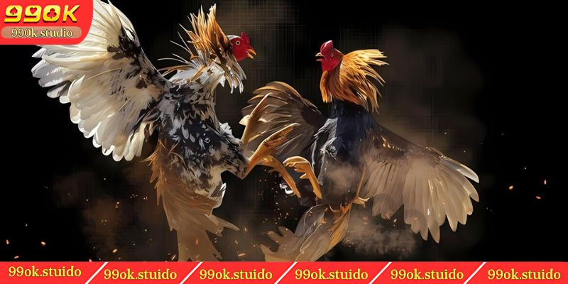 Thông tin về gà màu gì đá hay nhất?